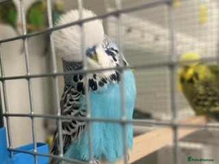 Budgerigars birds Selection of Budgies’s - Advert 16