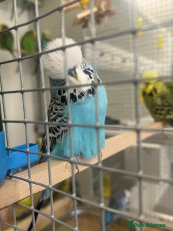 Budgerigars birds Selection of Budgies’s - Advert 1