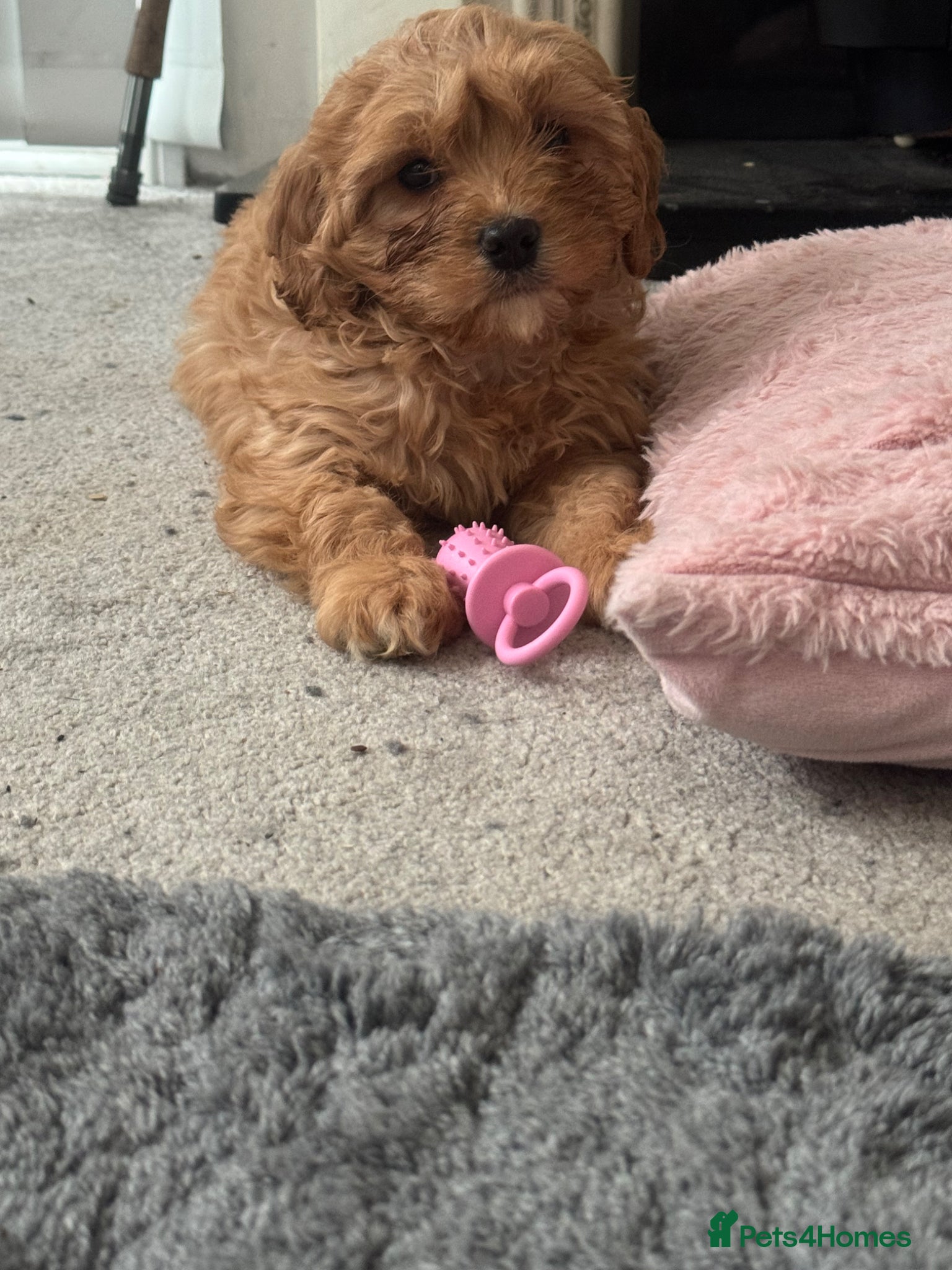 Cavapoo dogs Girl Cavapoo  - Advert 14