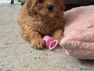 Cavapoo dogs Girl Cavapoo - Advert 14