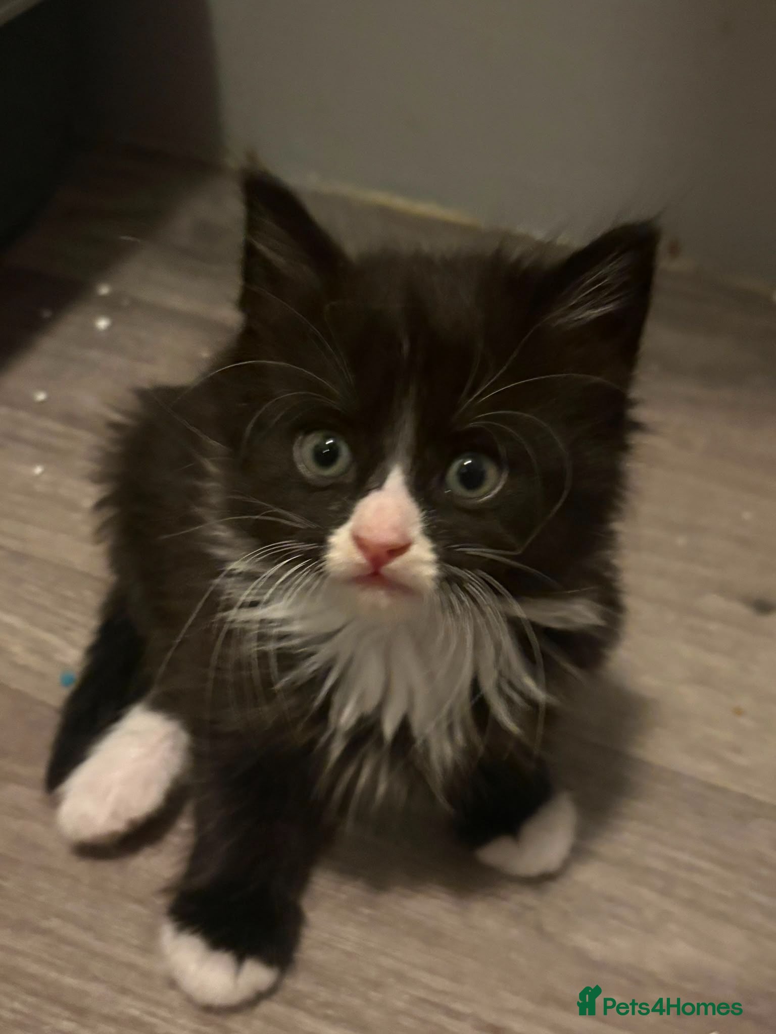 Mixed Breed cats Gorgeous litter of kittens - Advert 2