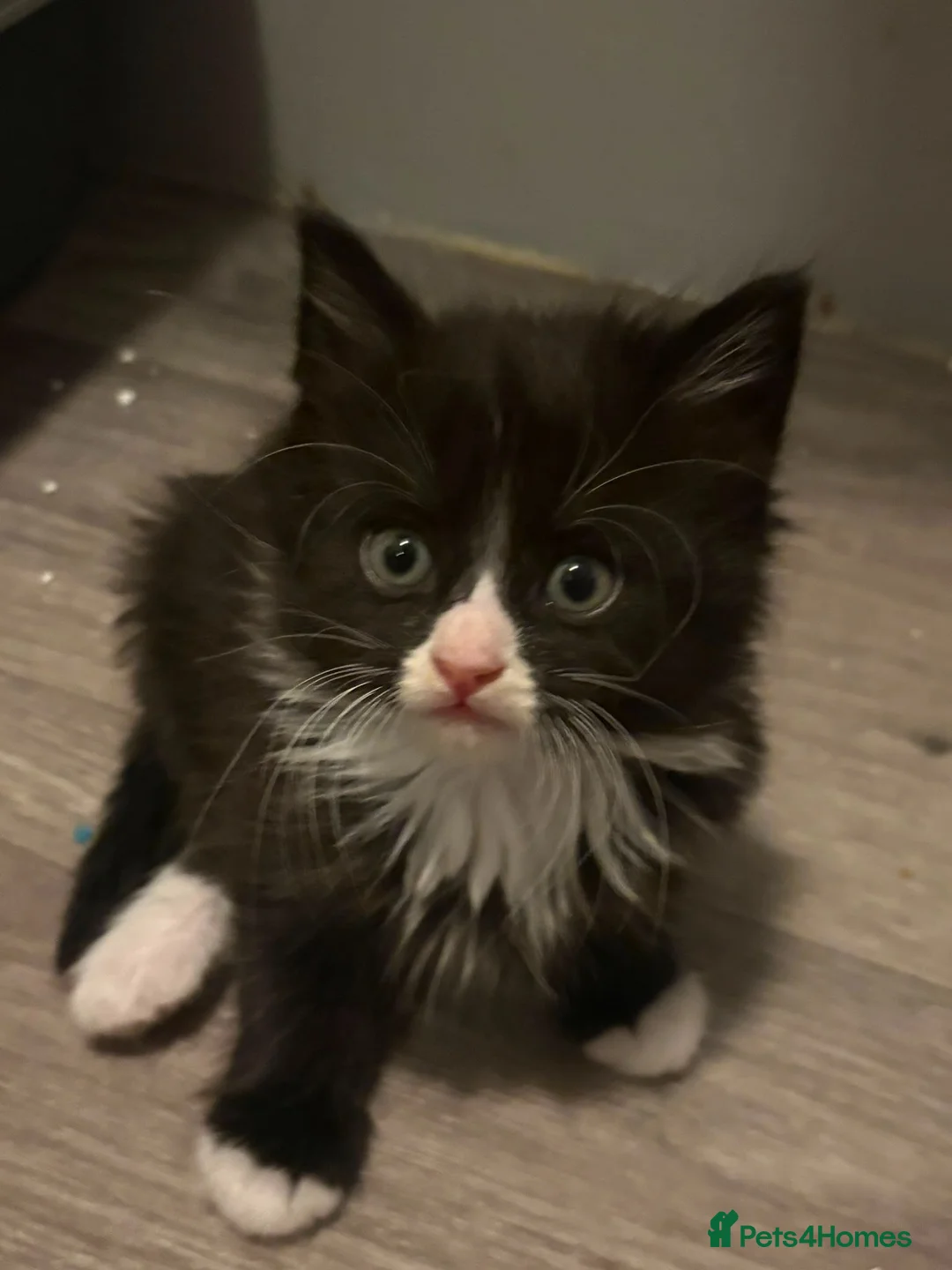 Mixed Breed cats for sale: Gorgeous litter of kittens in Diss - Advert 2