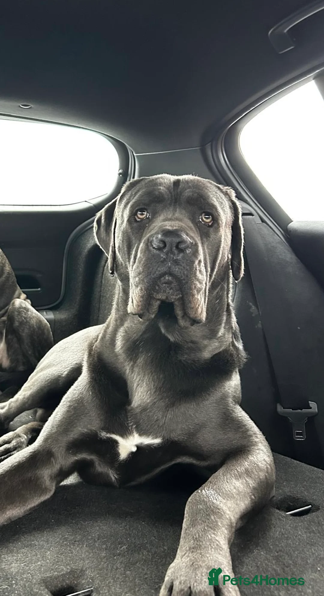 Cane Corso dogs for sale: Cane Corso Puppies Pre Advertisement  in Aylesbury - Advert 2
