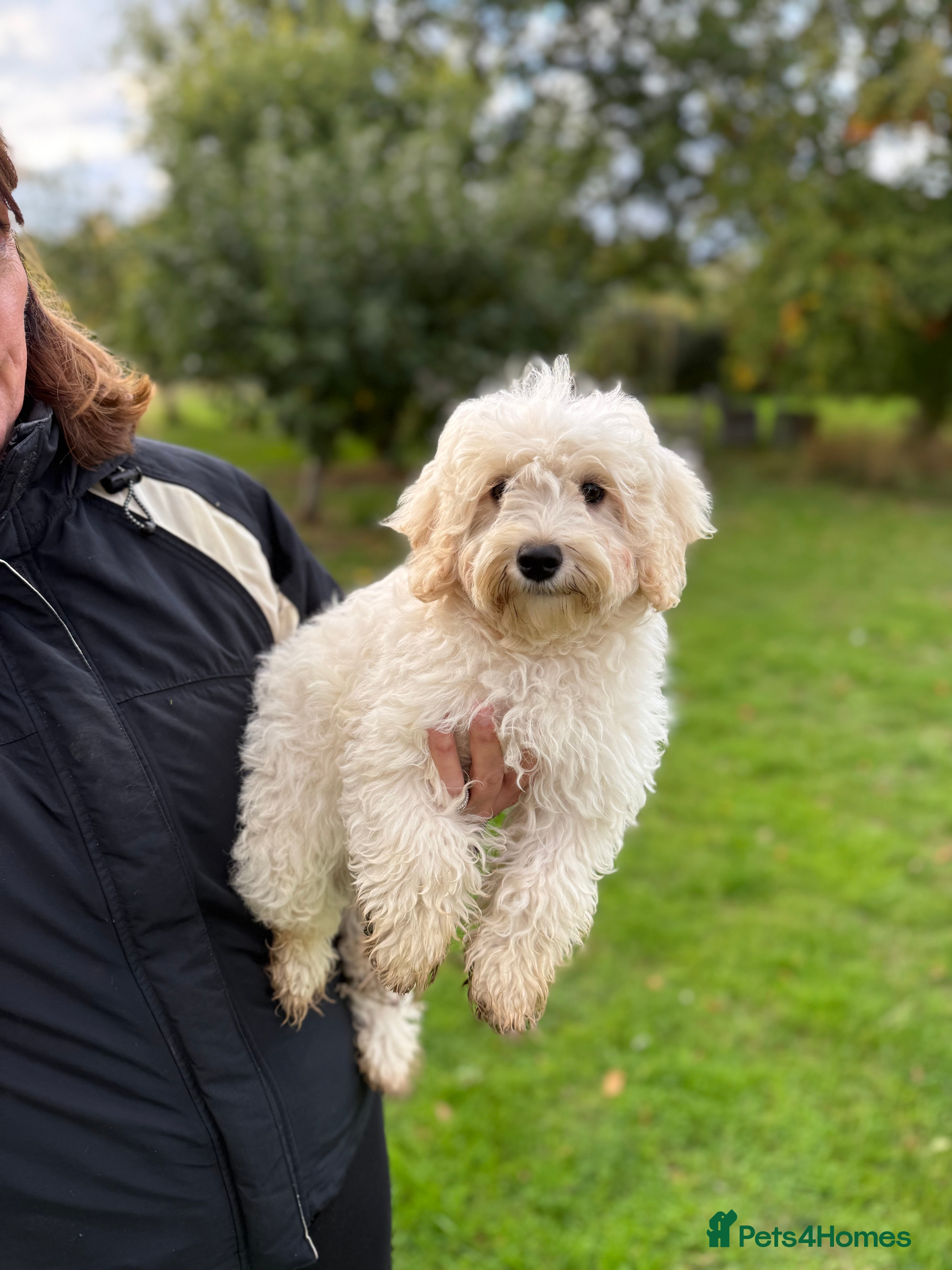 Maltipoo dogs 🌟LAST GIRL🌟  Biscuit+White Girl F1 MALTIPOO - Advert 5