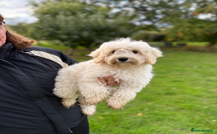 Maltipoo dogs 🌟LAST GIRL🌟  Biscuit+White Girl F1 MALTIPOO - Advert 1