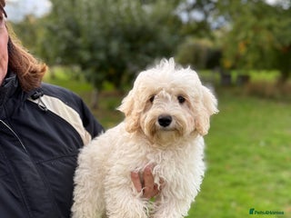 Maltipoo dogs 🌟LAST GIRL🌟 Biscuit+White Girl F1 MALTIPOO - Advert 16