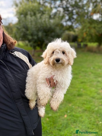 Maltipoo dogs 🌟LAST GIRL🌟 Biscuit+White Girl F1 MALTIPOO - Advert 1