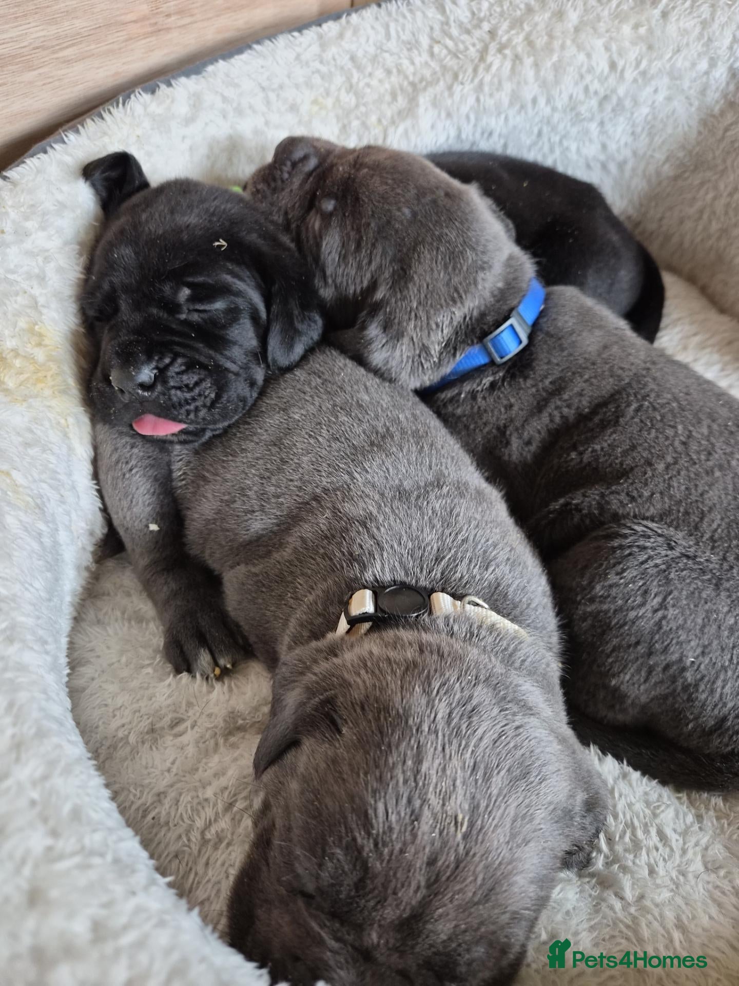 Cane Corso dogs 🐾 10 BEAUTIFUL CANE CORSO PUPPIES FOR SALE 🐾 - Advert 10