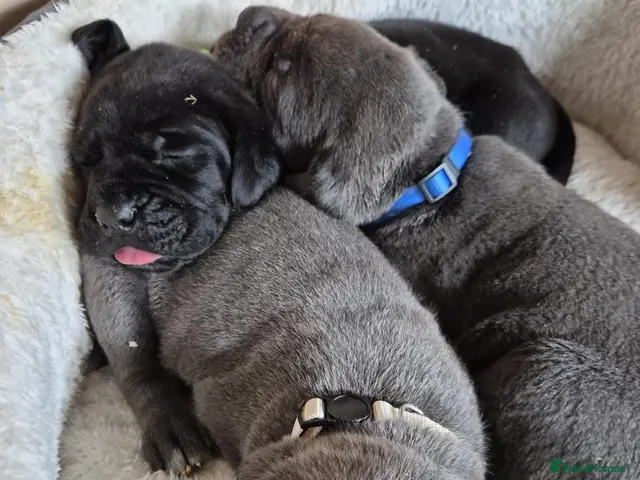 Cane Corso dogs for sale: 🐾 10 BEAUTIFUL CANE CORSO PUPPIES FOR SALE 🐾 - Advert 3