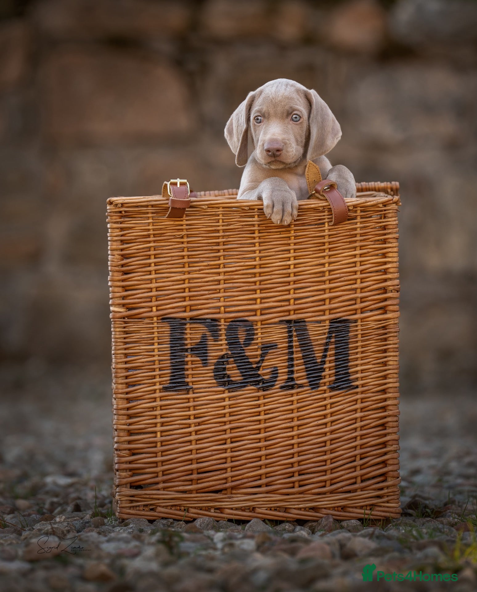 Weimaraner dogs Superb Gunalt Bloodlines & Excellent Temperament - Advert 2