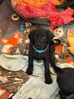 Mixed Breed dogs Sprockador puppies looking for their new homes! - Advert 5