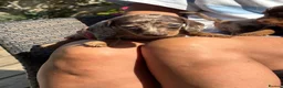 Miniature Dachshund dogs for sale: Miniature Dachshund puppies in Burford - Advert 3
