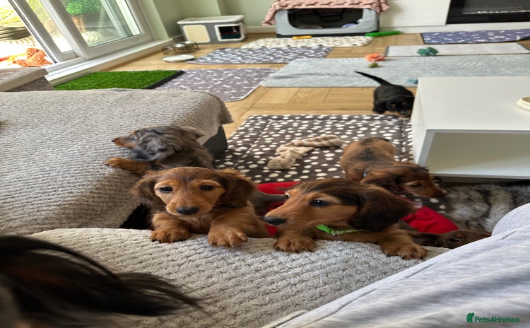 Dachshund dogs - Advert 10