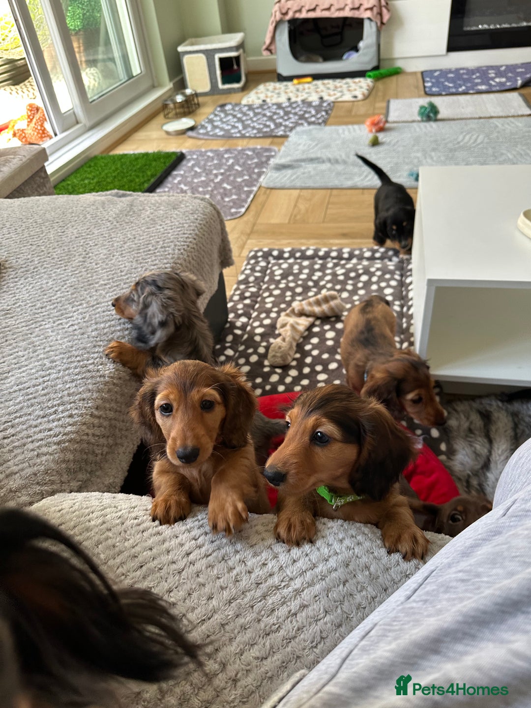 Dachshund dogs for sale: KC Registered Quality Mini Dachshunds long hair  - Image 8
