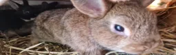 Netherland Dwarf rabbits for sale: Cute cheeky little netherland dwarf babies- m & f - Advert 8
