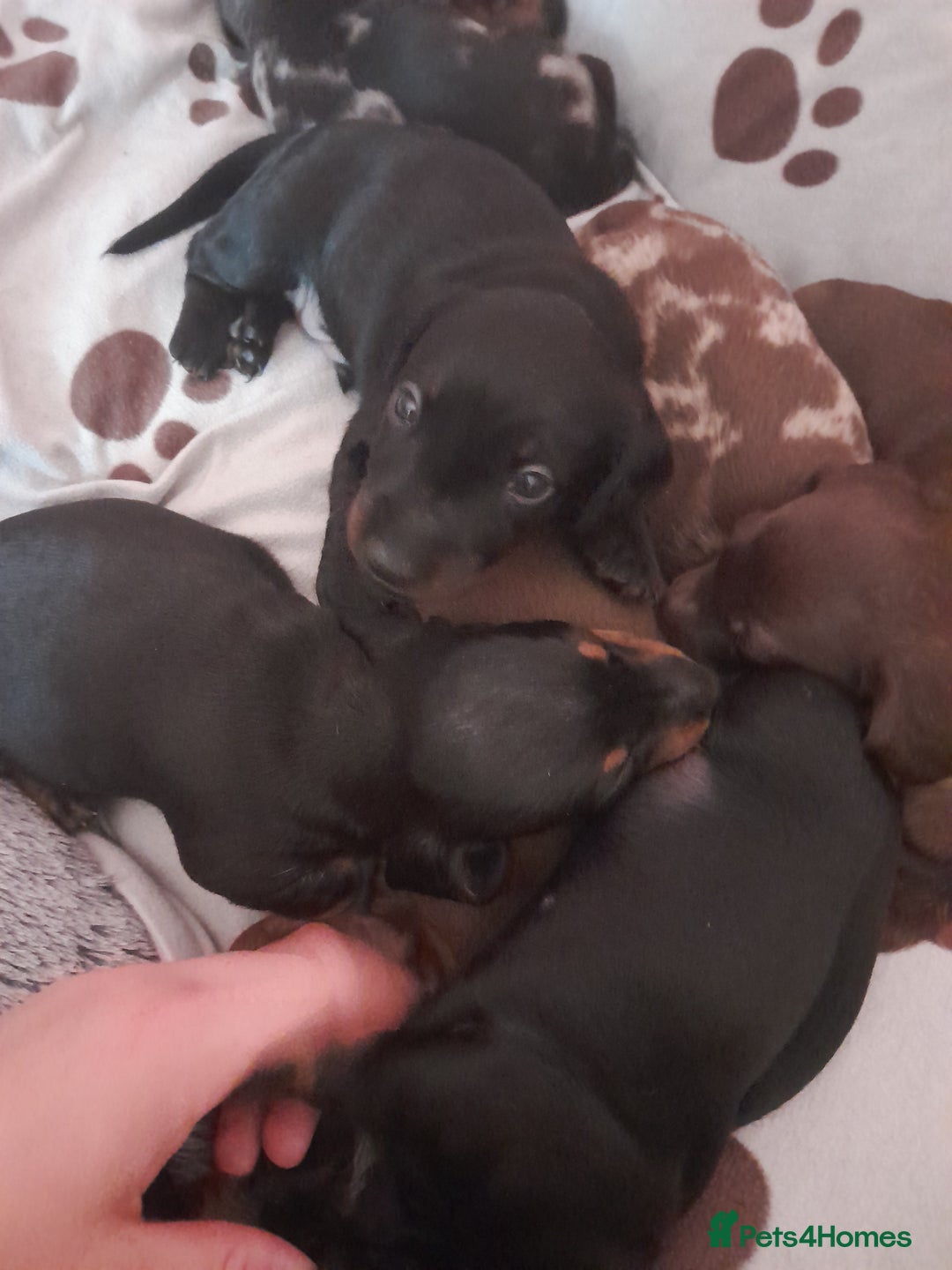 Miniature Dachshund dogs for sale: Miniature dachshunds  - Image 7