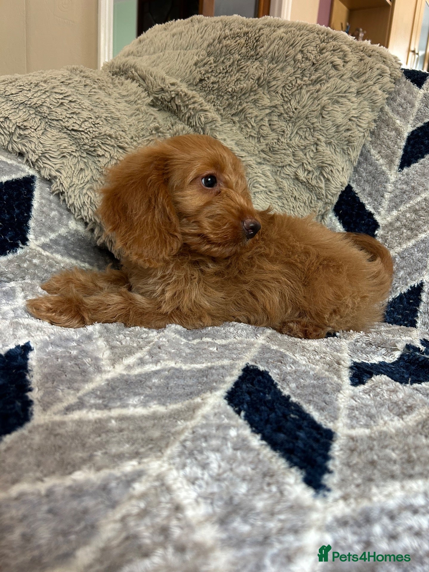 Cockapoo dogs cockapoo puppy forsale  - Advert 2
