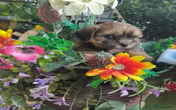 Yorkshire Terrier dogs for sale: Yorkshire Tarrie Puppies - Image 2
