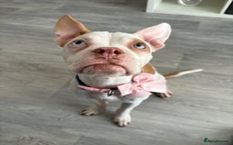 Mixed Breed dogs for sale: Honey  - Image 6