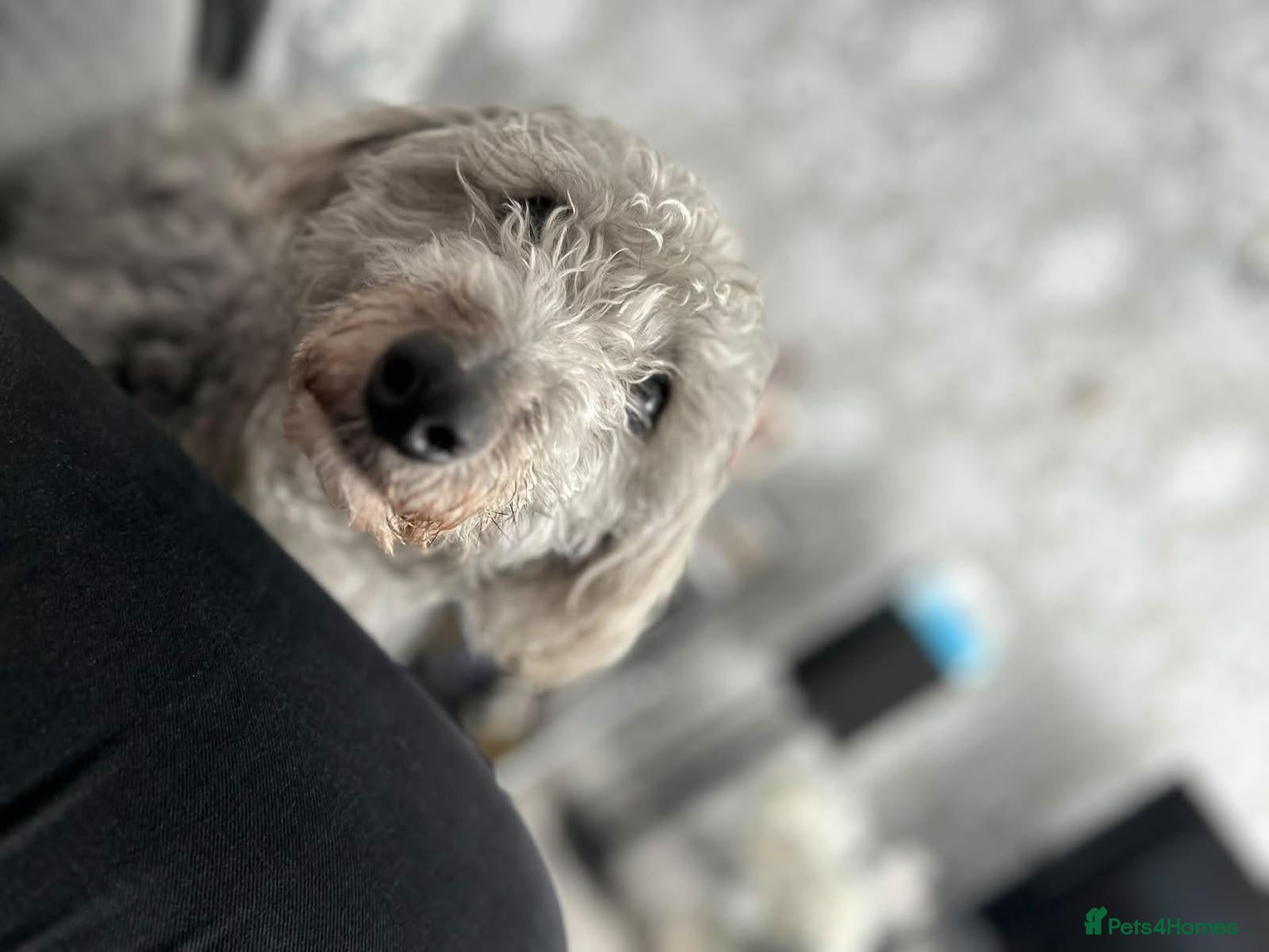 Mixed Breed dogs Older Girl For Adoption - Advert 1