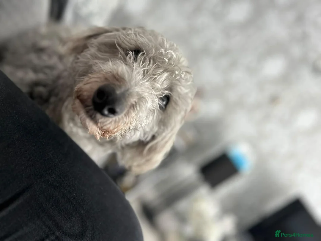 Mixed Breed dogs for adoption: Older Girl For Adoption - Advert 1