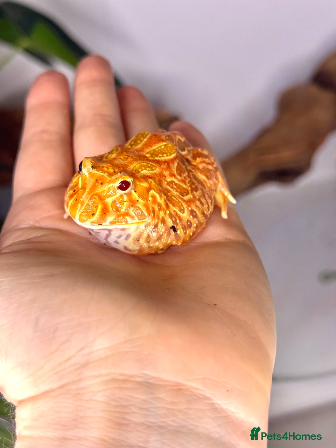 Frog reptiles for sale: Cute Strawberry Pac-Man frog  - Image 5