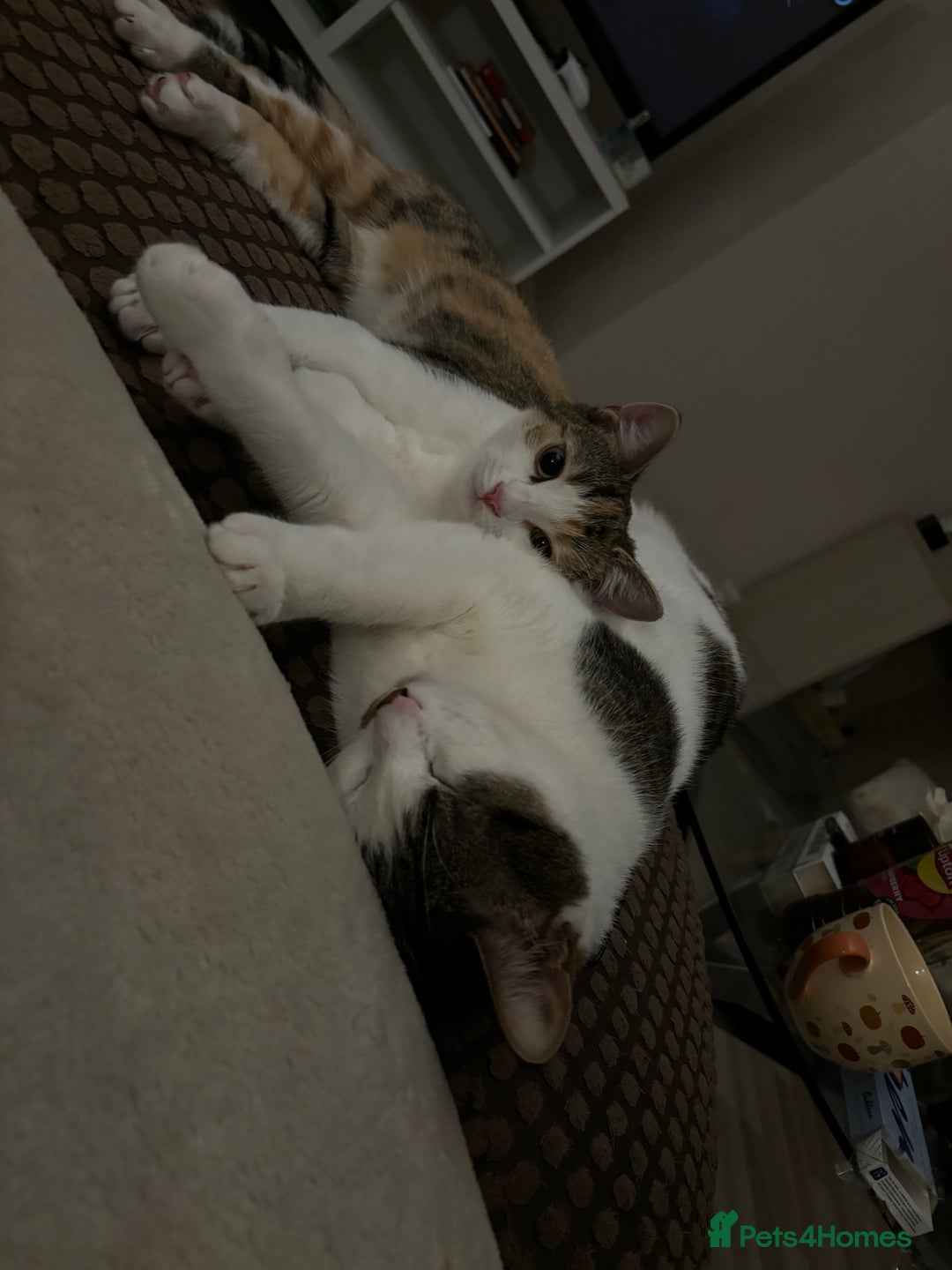 Mixed Breed cats for sale: Maple and Ralphie💗 - Advert 2