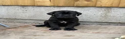 Cane Corso dogs for sale: Exceptional 88% Cane Corso / 12% Malinois Puppies in Preston - Advert 31