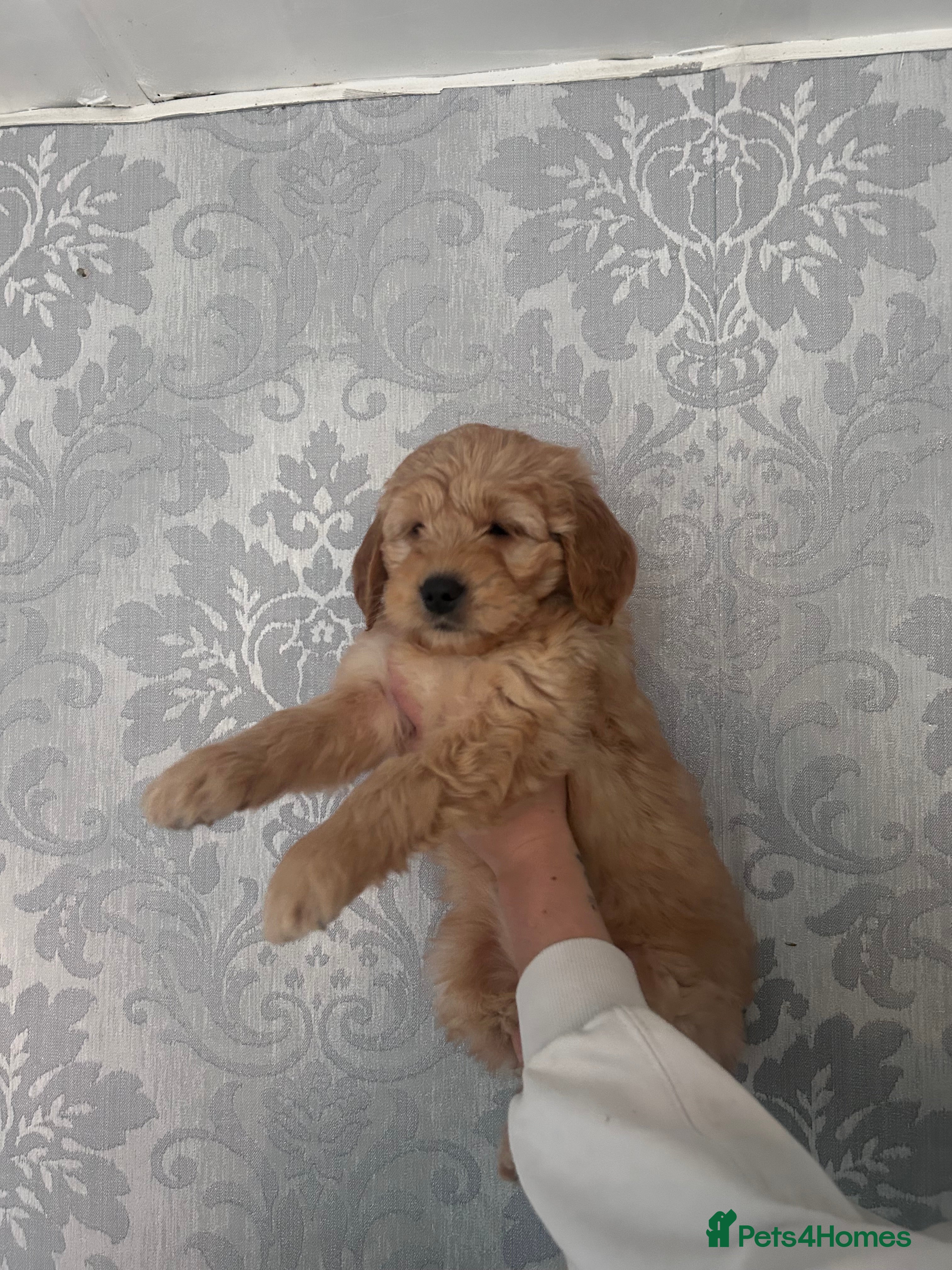 Mini Goldendoodle dogs Ready now Lovely Golden doodle puppies ready now  - Advert 18