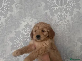 Mini Goldendoodle dogs Ready now Lovely Golden doodle puppies ready now - Advert 18