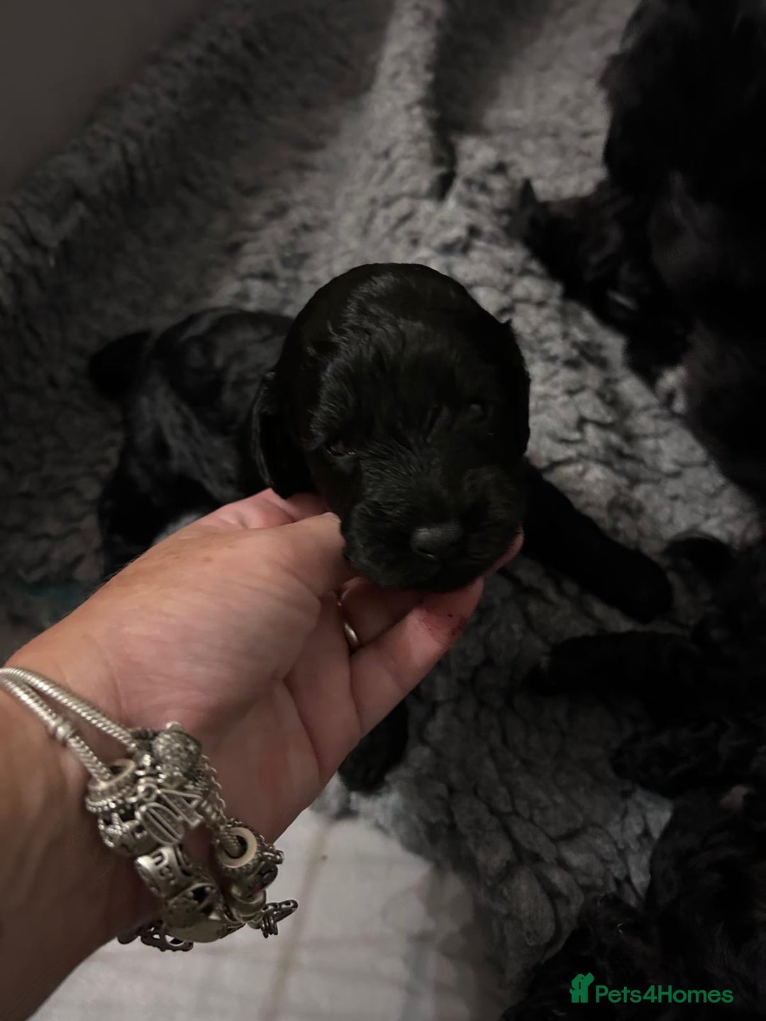 Cockapoo dogs for sale: Cockapoo puppies 3 girls 3 boys  - Image 9