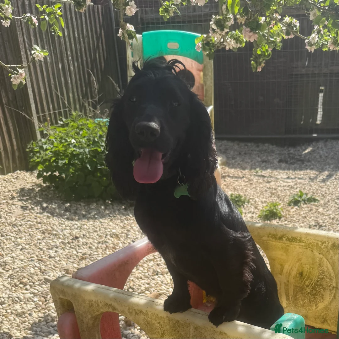 Cocker Spaniel dogs for sale: 🖤 Quality Black RKC Cockers 🖤 Ready Mid March 🖤 - Advert 4