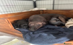 Mexican Hairless dogs for sale: Mexican hairless hairless male - Image 8