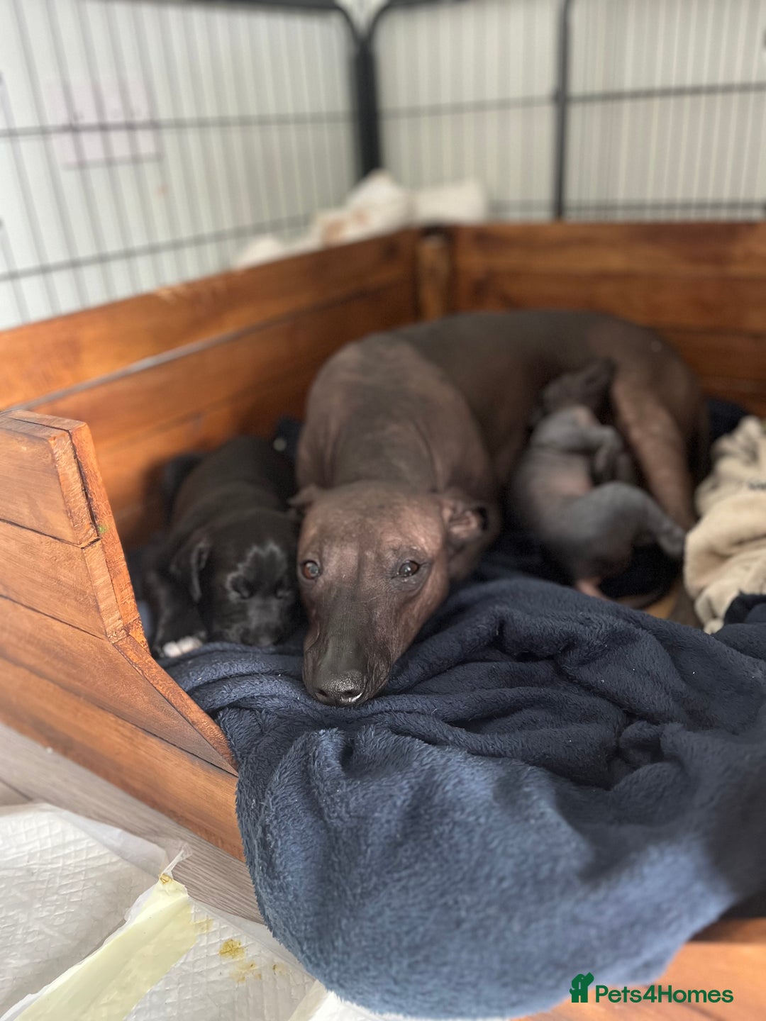 Mexican Hairless dogs for sale: Mexican hairless hairless male - Image 8