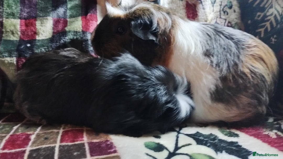 Guinea Pig rodents for sale: Mother and daughter pair of female guinea pigs  - Advert 5