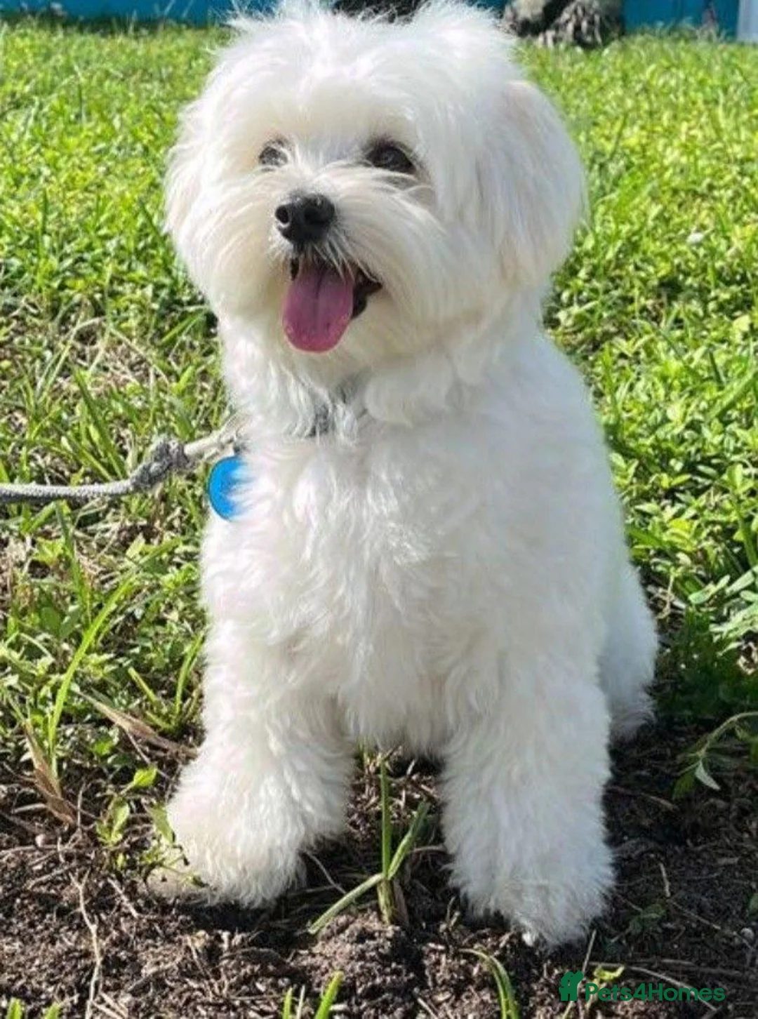 Mixed Breed dogs for sale: Adorable Pure White Maltese Puppy Girl - Advert 5
