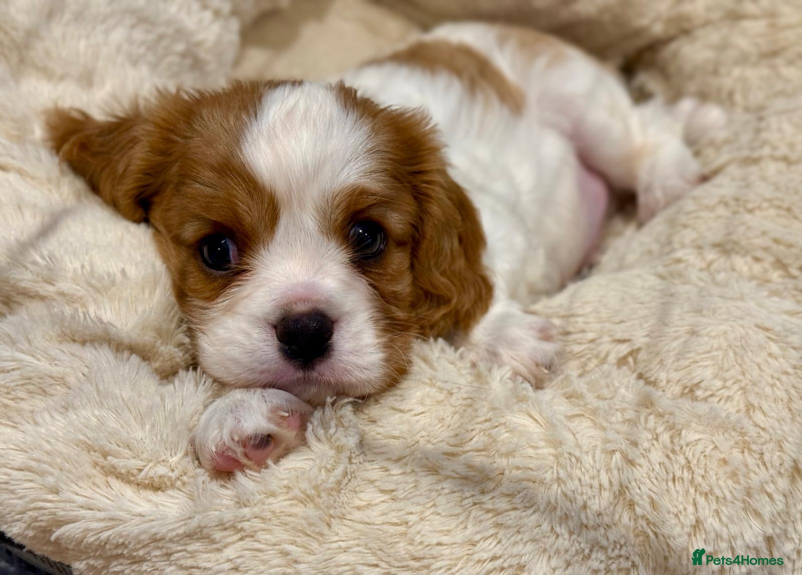 Cavalier King Charles Spaniel dogs King Charles Cavalier Blenheim boy available 🐶🥰 - Advert 11