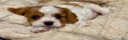 Cavalier King Charles Spaniel dogs for sale: King Charles Cavalier Blenheim boy available 🐶🥰 - Advert 1