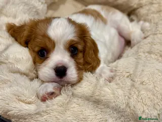 Cavalier King Charles Spaniel dogs King Charles Cavalier Blenheim boy available 🐶🥰 - Advert 4