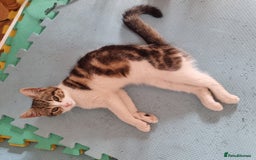 Mixed Breed cats for sale: 2 Beautiful Kittens For Sale !!! - Image 6