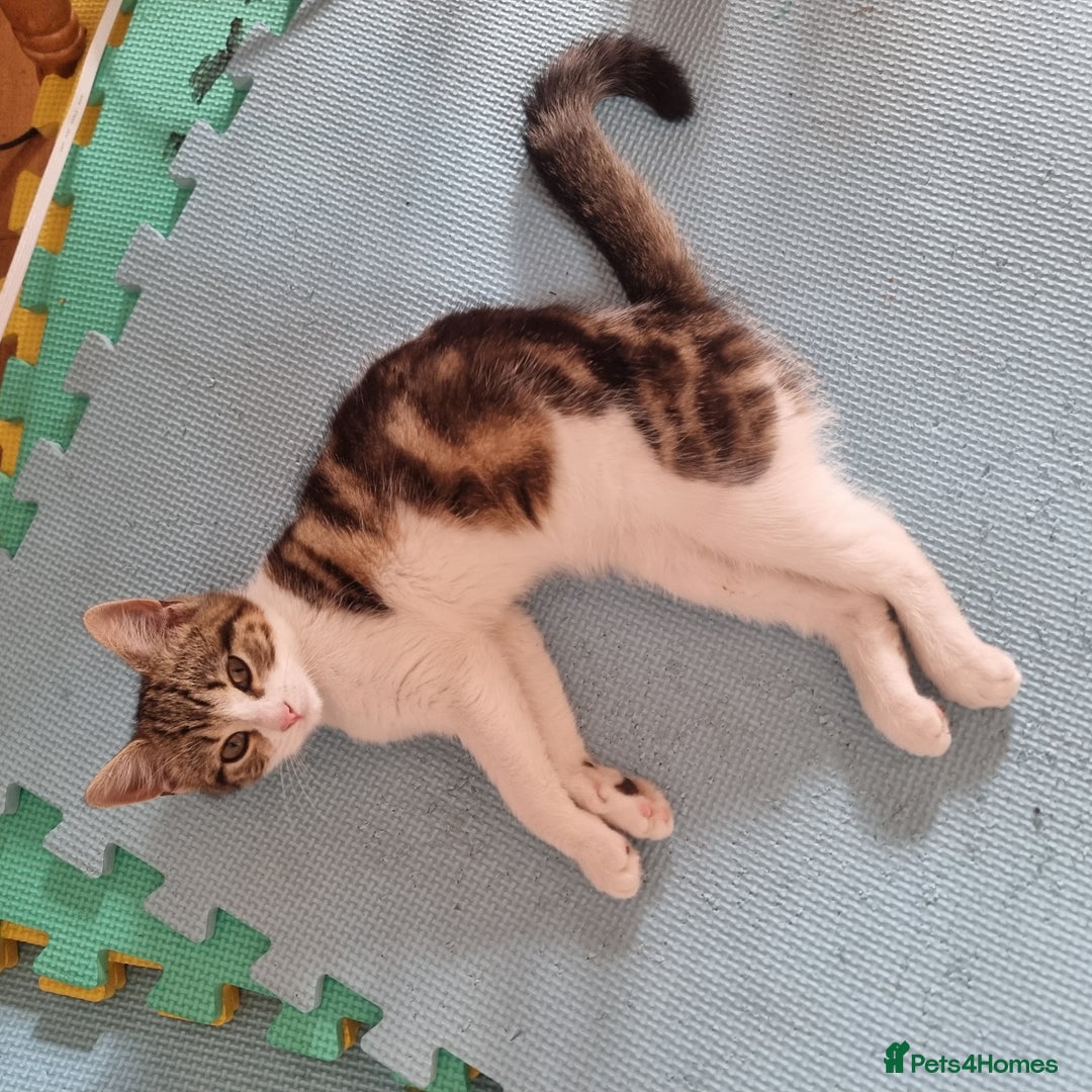 Mixed Breed cats for sale: 2 Beautiful Kittens For Sale !!! - Image 6