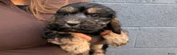 Cockapoo dogs for sale: Stunning F1 Cockerpoos🧸 - Advert 7
