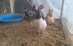 Chickens poultry for sale: Three sussex bantam hens - Image 3