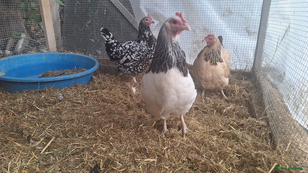 Chickens poultry for sale: Three sussex bantam hens - Image 3