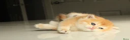 British Shorthair cats for sale: Champion Bloodline Blue Golden/Golden BSH/BLH - Advert 9