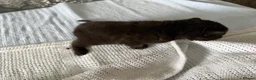 Mixed Breed cats for sale: 4 beautiful kittens for sale  - Advert 23
