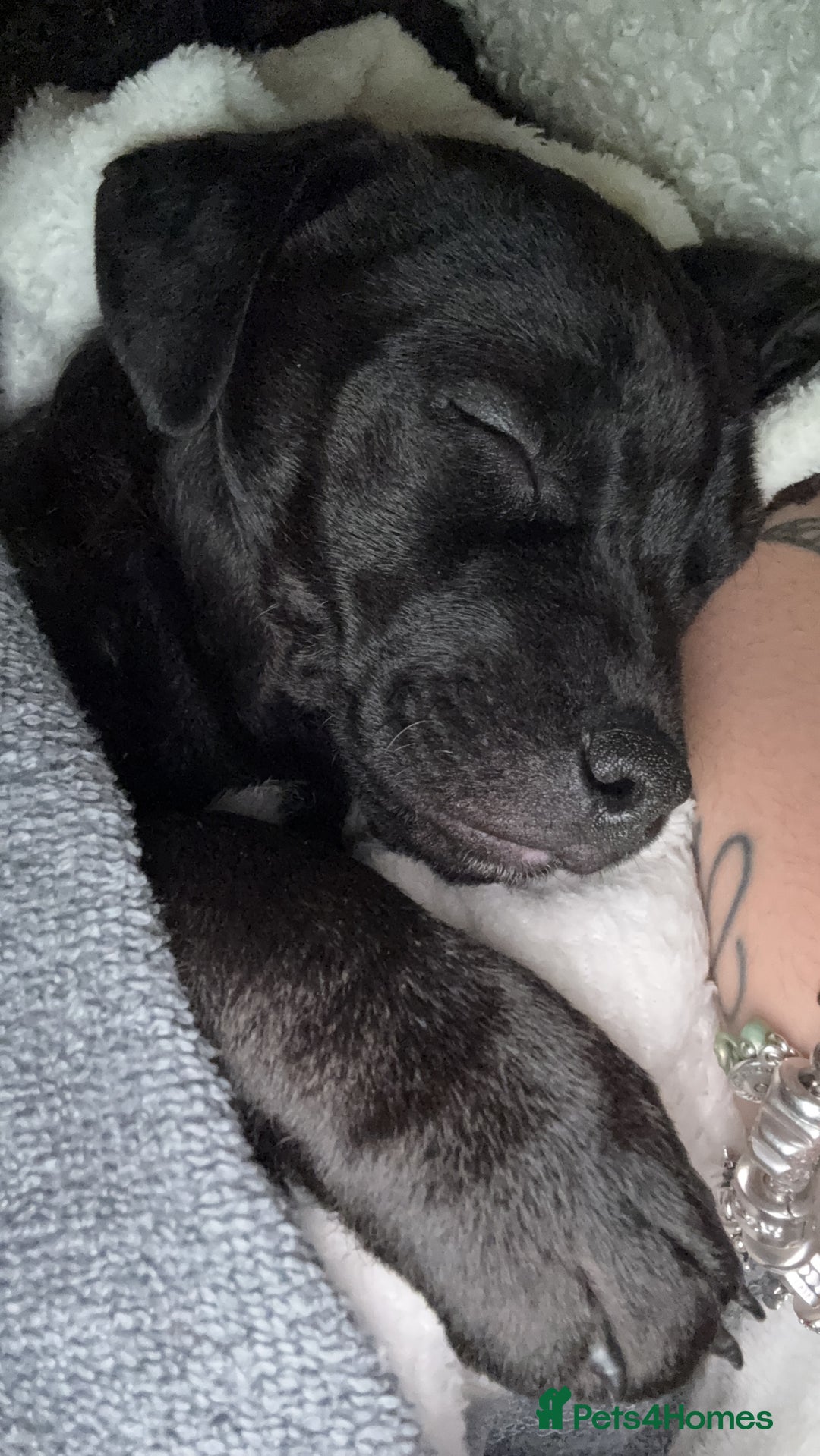 Patterdale Terrier dogs for sale: Hugo Patterdale Terrier Puppy - Advert 12