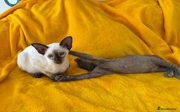 Oriental cats for sale: lilac solid girl and chocolate point boy - Image 12