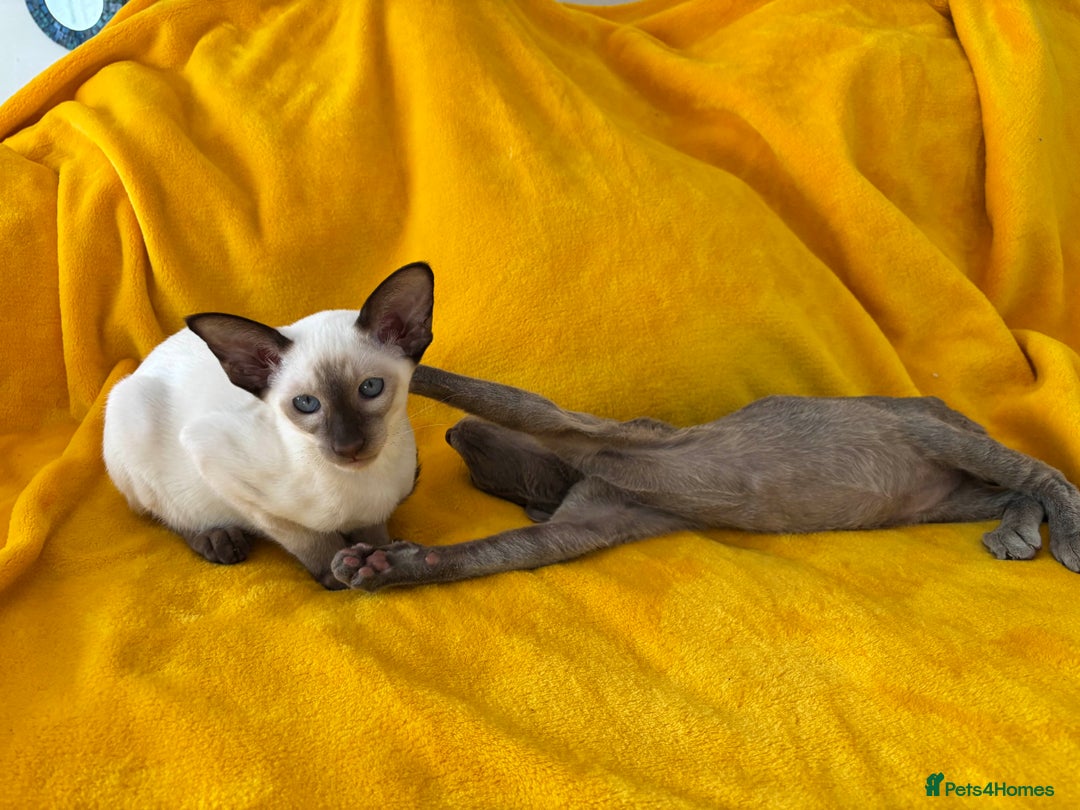 Oriental cats for sale: lilac solid girl and chocolate point boy - Image 12