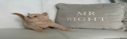 British Shorthair cats for sale: 🌸 BRITISH SHORTHAIR KITTENS 🌸 - Advert 6